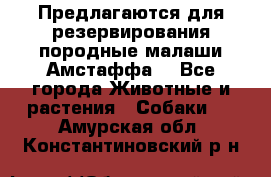 Предлагаются для резервирования породные малаши Амстаффа  - Все города Животные и растения » Собаки   . Амурская обл.,Константиновский р-н